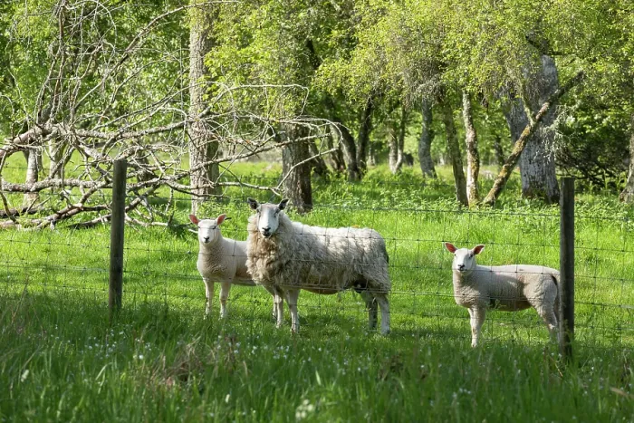 Framed Print : Sheep excluded from aspen woodland to help reduce the impact of grazing on saplings, Cairngorms National Park, Scotland, UK. May Framed Print : Sheep excluded from aspen woodland to help reduce the impact of grazing on saplings, Cairngorms National Park, Scotland, UK. May