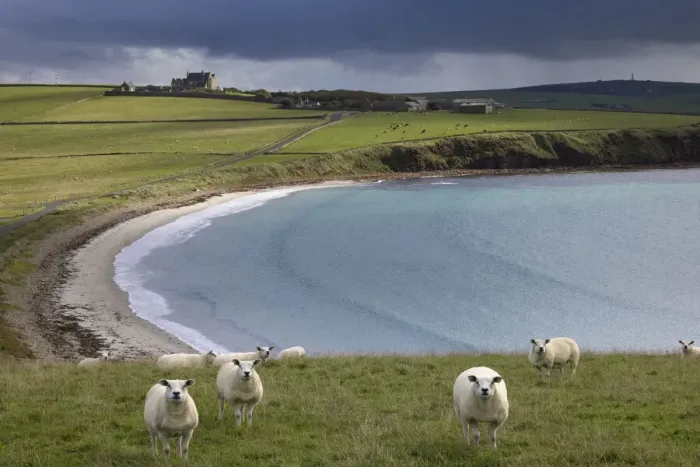 Framed Print : Sheep in a field at Hoxa, South Ronaldsay, Orkney Isles, Scotland. October 2020 Framed Print : Sheep in a field at Hoxa, South Ronaldsay, Orkney Isles, Scotland. October 2020