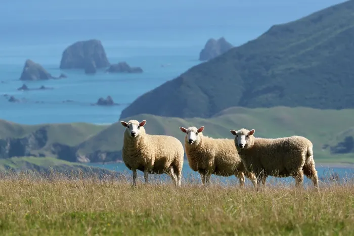 Framed Print : Sheep on grassland looking out towards Waikawa Bay, French Pass, Marlborough Sound, South Island, New Zealand. March, 2023 Framed Print : Sheep on grassland looking out towards Waikawa Bay, French Pass, Marlborough Sound, South Island, New Zealand. March, 2023
