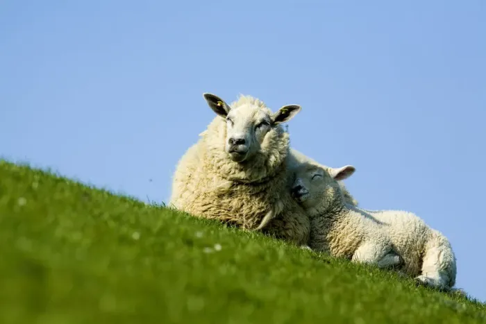 Framed Print : Sheep with lamb, Westerhever, Germany, April 2009 Framed Print : Sheep with lamb, Westerhever, Germany, April 2009