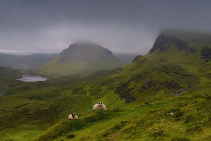 Framed Print : Sheep (Ovis aries) resting on the Quiraing mountains with low cloud cover, Isle of Skye