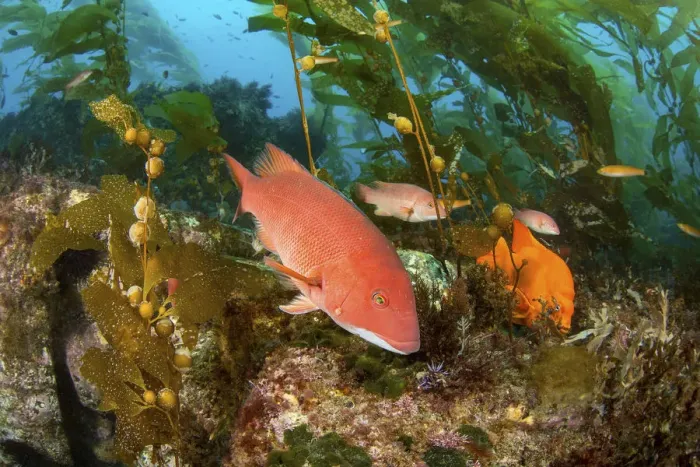 Framed Print : Sheephead (Semicossyphus pulcher) female, and Garibaldi Framed Print : Sheephead (Semicossyphus pulcher) female, and Garibaldi