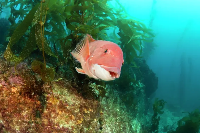 Framed Print : Sheephead (Semicossyphus pulcher) female, swimming through Giant kelp (Macrocystis pyrifera) forest, Santa Barbara Island, California, USA, Pacific Ocean Framed Print : Sheephead (Semicossyphus pulcher) female, swimming through Giant kelp (Macrocystis pyrifera) forest, Santa Barbara Island, California, USA, Pacific Ocean