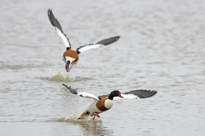 Framed Print : Two Shelduck (Tadorna tadorna) drakes chasing each other on water during territorial dispute, Norfolk, England, UK. June Framed Print : Two Shelduck (Tadorna tadorna) drakes chasing each other on water during territorial dispute, Norfolk, England, UK. June