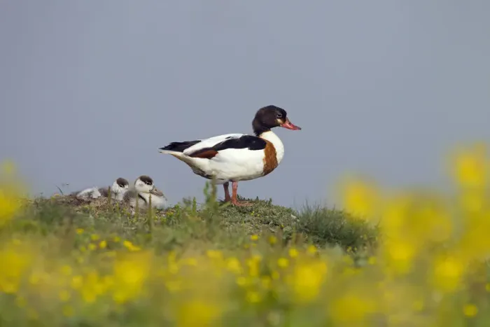 Framed Print : Shelduck (Tadorna tadorna) female with ducklings, Cley, Norfolk, East Anglia, England Framed Print : Shelduck (Tadorna tadorna) female with ducklings, Cley, Norfolk, East Anglia, England