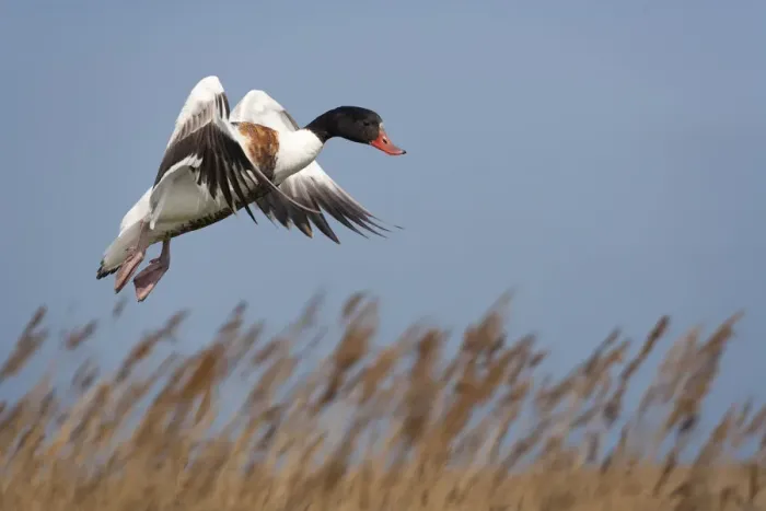 Framed Print : Shelduck (Tadorna tadorna) in flight over reeds, Norfolk, UK, May Framed Print : Shelduck (Tadorna tadorna) in flight over reeds, Norfolk, UK, May