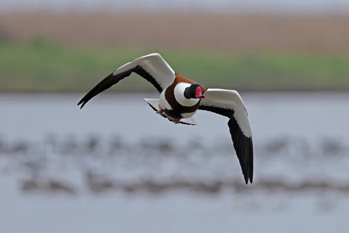 Framed Print : Shelduck (Tadorna tadorna) in flight over water, Norfolk, England, UK. February Framed Print : Shelduck (Tadorna tadorna) in flight over water, Norfolk, England, UK. February