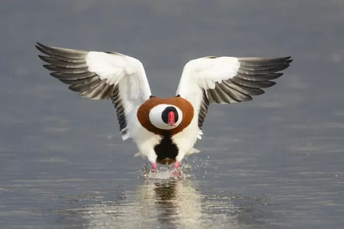 Framed Print : Shelduck (Tadorna tadorna) landing on water. Gloucestershire, England, UK. March Framed Print : Shelduck (Tadorna tadorna) landing on water. Gloucestershire, England, UK. March