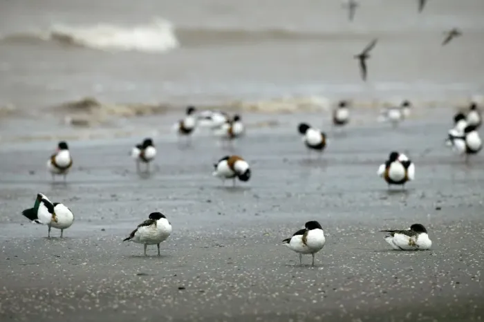 Framed Print : Shelduck (Tadorna tadorna) moulting birds at high tide roost, Bridgewater Bay NNR