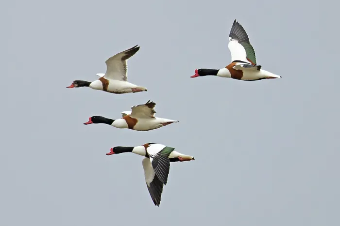 Framed Print : Four Shelducks (Tadorna tadorna) in flight, Norfolk, England, UK. June Framed Print : Four Shelducks (Tadorna tadorna) in flight, Norfolk, England, UK. June