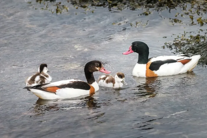 Framed Print : Shelducks (Tadorna tadorna) pair with ducklings on water, male on right, central Mainland, Shetland Islands, Scotland, UK. June Framed Print : Shelducks (Tadorna tadorna) pair with ducklings on water, male on right, central Mainland, Shetland Islands, Scotland, UK. June