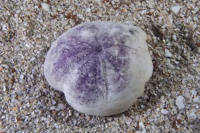 Framed Print : Shell of Purple heart urchin (Spatangus purpureus) Channel Islands, UK Framed Print : Shell of Purple heart urchin (Spatangus purpureus) Channel Islands, UK