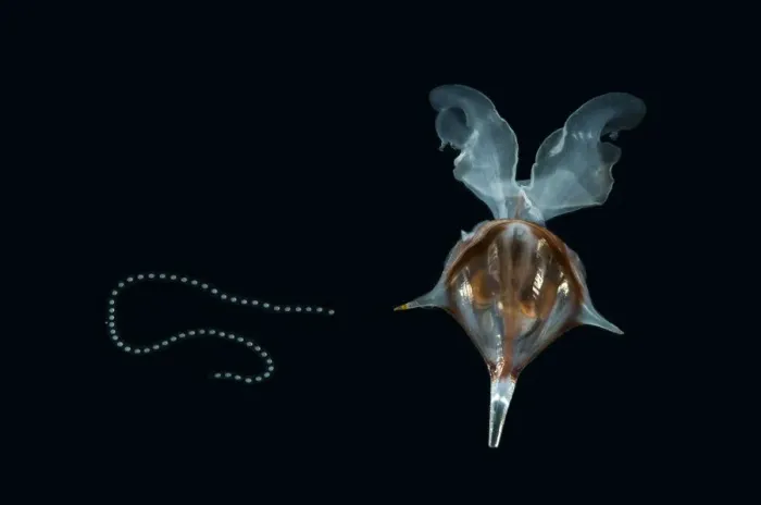 Framed Print : Shelled Pteropod / Sea butterfly {Diacria trispinosa} with egg string attached, from between 188 Framed Print : Shelled Pteropod / Sea butterfly {Diacria trispinosa} with egg string attached, from between 188