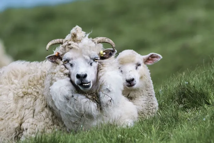 Framed Print : Shetland sheep and lamb resting, portrait, Mainland, Shetland Islands, Scotland, UK. June Framed Print : Shetland sheep and lamb resting, portrait, Mainland, Shetland Islands, Scotland, UK. June