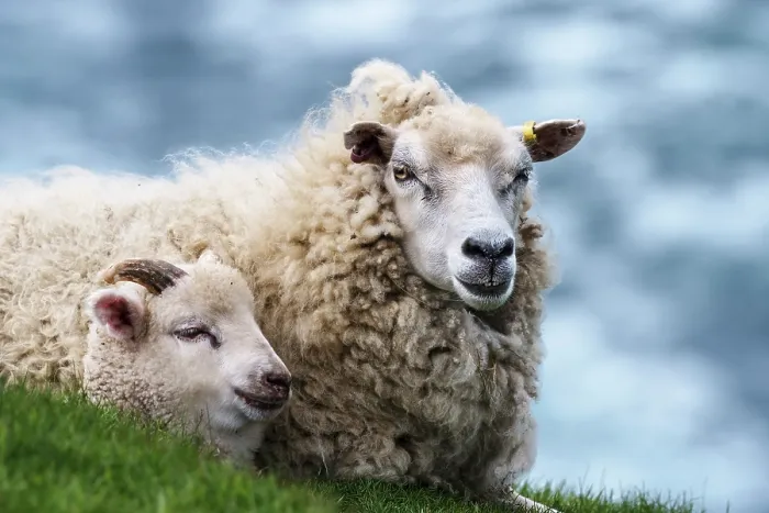 Framed Print : Shetland sheep and lamb resting, portrait, Mainland, Shetland Islands, Scotland, UK. June Framed Print : Shetland sheep and lamb resting, portrait, Mainland, Shetland Islands, Scotland, UK. June