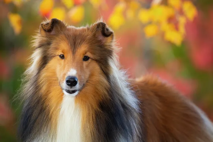 Framed Print : Shetland sheepdog in autumn, portrait, Litchfield, Connecticut, USA. October Framed Print : Shetland sheepdog in autumn, portrait, Litchfield, Connecticut, USA. October