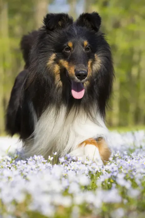 Framed Print : Shetland sheepdog running in Common bluet (Houstonia caerulea) field. Haddam, Connecticut, USA
