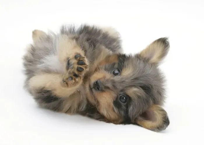 Framed Print : Shetland Sheepdog x Poodle Sheltidoodle puppy rolling onto back, age 7 weeks Framed Print : Shetland Sheepdog x Poodle Sheltidoodle puppy rolling onto back, age 7 weeks