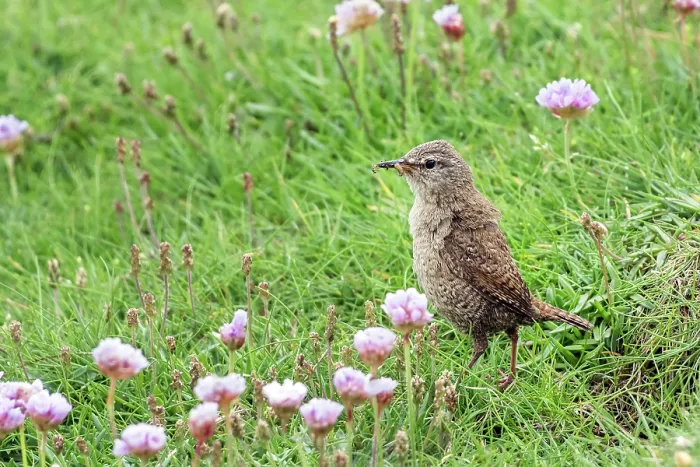 Framed Print : Shetland wren (Troglodytes troglodytes zetlandicus) standing on grass with insect prey in beak to feed chicks, Island of Noss, Shetland Islands, Scotland, UK. June Framed Print : Shetland wren (Troglodytes troglodytes zetlandicus) standing on grass with insect prey in beak to feed chicks, Island of Noss, Shetland Islands, Scotland, UK. June