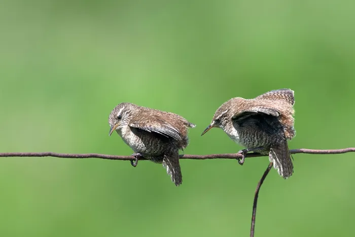 Framed Print : Two Shetland wrens (Troglodytes troglodytes zetlandicus) juvenile, perched on wire, Island of Noss, Shetland Islands, Scotland, UK. June Framed Print : Two Shetland wrens (Troglodytes troglodytes zetlandicus) juvenile, perched on wire, Island of Noss, Shetland Islands, Scotland, UK. June