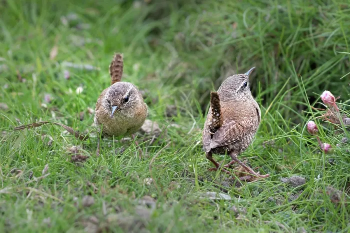 Framed Print : Shetland wrens (Troglodytes troglodytes zetlandicus) pair foraging on the ground for insects, Island of Noss, Shetland Islands, Scotland, UK. June Framed Print : Shetland wrens (Troglodytes troglodytes zetlandicus) pair foraging on the ground for insects, Island of Noss, Shetland Islands, Scotland, UK. June