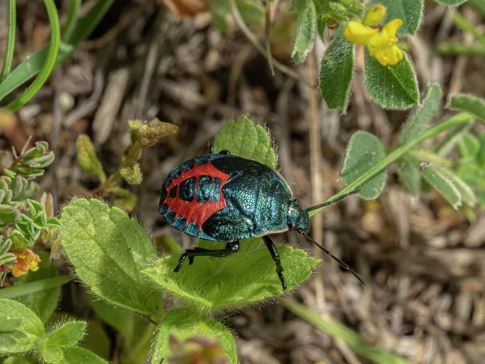 Framed Print : Shield bug (Jalla dumosa) resting on a leaf, nr. Orvieto, Umbria, Italy. May