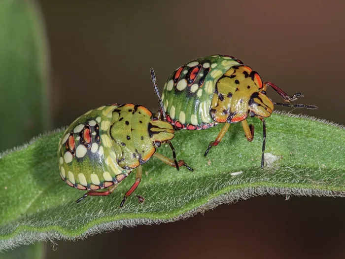 Framed Print : Two Shield bugs (Nezara viridula) resting on a leaf, Podere Montecucco, Orvieto, Umbria, Italy. August. Focus stacked Framed Print : Two Shield bugs (Nezara viridula) resting on a leaf, Podere Montecucco, Orvieto, Umbria, Italy. August. Focus stacked