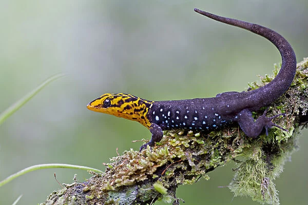 Shieldhead gecko (Gonatodes caudiscutatus) on branch, Canande, Esmeraldas, Ecuador