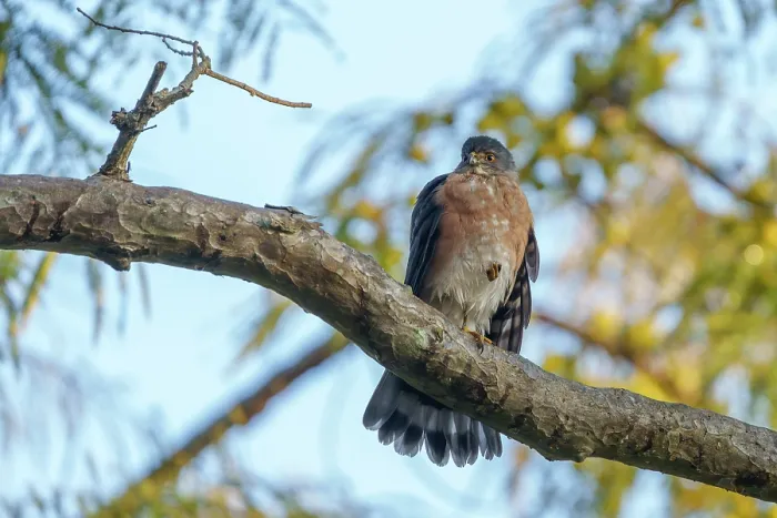 Framed Print : Shikra sparrowhawk (Accipiter badius) perched on a branch, Jim Corbett National Park, Uttarakhand, India Framed Print : Shikra sparrowhawk (Accipiter badius) perched on a branch, Jim Corbett National Park, Uttarakhand, India