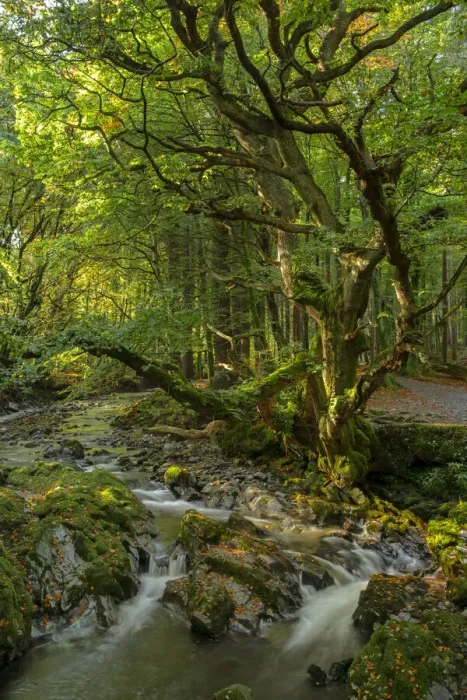 Framed Print : Shimna River, Tollymore Forest, Tollymore Forest Park, County Down, Northern Ireland Framed Print : Shimna River, Tollymore Forest, Tollymore Forest Park, County Down, Northern Ireland