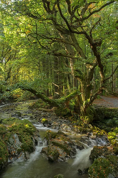 Shimna River, Tollymore Forest, Tollymore Forest Park, County Down, Northern Ireland