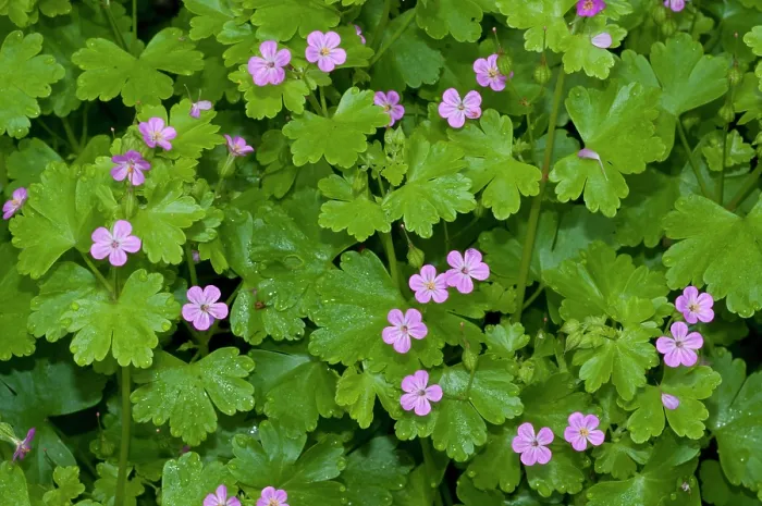 Framed Print : Shining crane's-bill (Geranium lucidum) in flower, Haling Grove, South Croydon, Surrey, England, UK. May