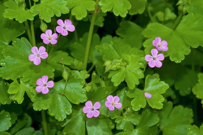 Framed Print : Shining crane's-bill (Geranium lucidum) in flower, Haling Grove, South Croydon, Surrey, England, UK. May Framed Print : Shining crane's-bill (Geranium lucidum) in flower, Haling Grove, South Croydon, Surrey, England, UK. May