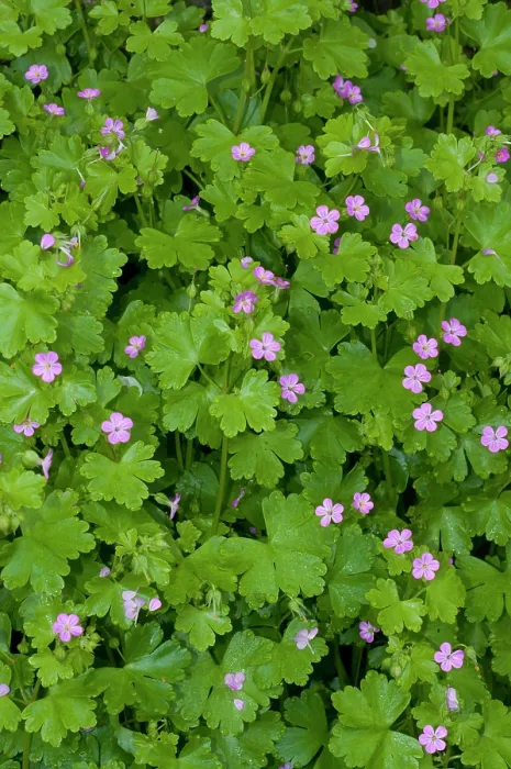 Framed Print : Shining crane's-bill (Geranium lucidum) in flower, Haling Grove, South Croydon, Surrey, England, UK. May Framed Print : Shining crane's-bill (Geranium lucidum) in flower, Haling Grove, South Croydon, Surrey, England, UK. May