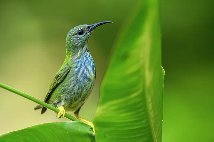 Framed Print : Shining honeycreeper (Cyanerpes lucidus) female, perched on leaf, Osa Peninsula, Costa Rica Framed Print : Shining honeycreeper (Cyanerpes lucidus) female, perched on leaf, Osa Peninsula, Costa Rica