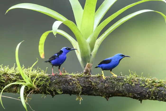 Framed Print : Shining honeycreeper (Cyanerpes lucidus) male and Red-legged honeycreeper