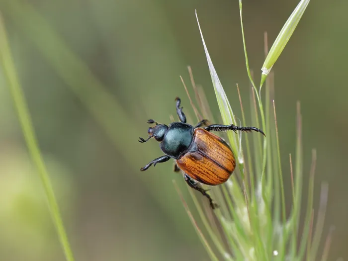 Framed Print : Shining leaf chafer (Anisoplia cf.tempestiva) resting on a grass flowerhead, Corfu, Greece. May Framed Print : Shining leaf chafer (Anisoplia cf.tempestiva) resting on a grass flowerhead, Corfu, Greece. May