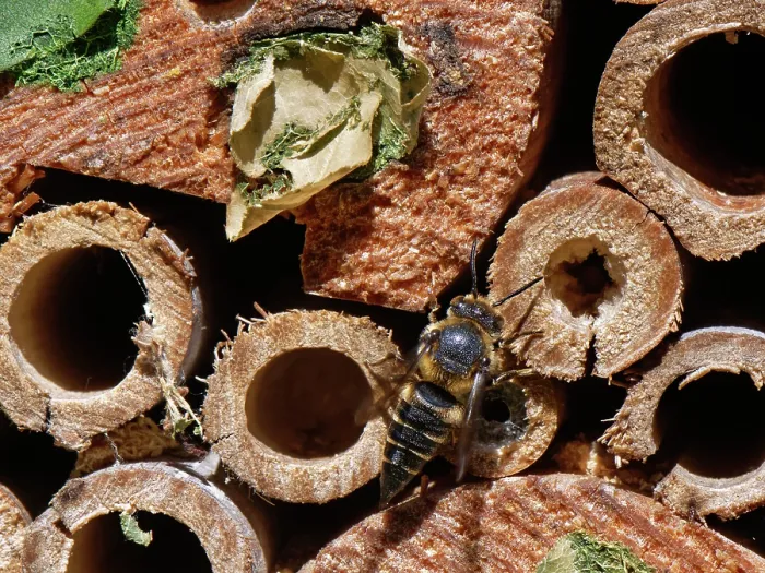Framed Print : Shiny-vented sharp-tail bee (Coelioxys inermis) visiting an insect hotel, searching for Leafcutter bee (Megachile sp.) nests to parasitise, Wiltshire garden, UK. July Framed Print : Shiny-vented sharp-tail bee (Coelioxys inermis) visiting an insect hotel, searching for Leafcutter bee (Megachile sp.) nests to parasitise, Wiltshire garden, UK. July