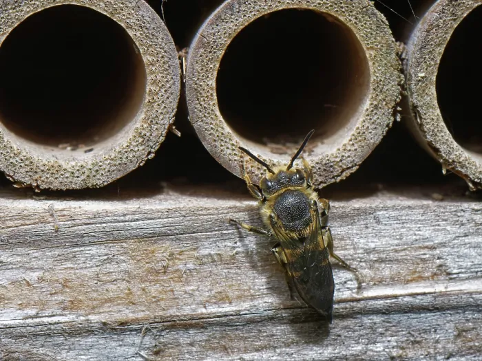 Framed Print : Shiny-vented sharp-tail bee (Coelioxys inermis) visiting an insect hotel, searching for Leafcutter bee (Megachile sp.) nests to parasitise, Wiltshire garden, UK. July Framed Print : Shiny-vented sharp-tail bee (Coelioxys inermis) visiting an insect hotel, searching for Leafcutter bee (Megachile sp.) nests to parasitise, Wiltshire garden, UK. July
