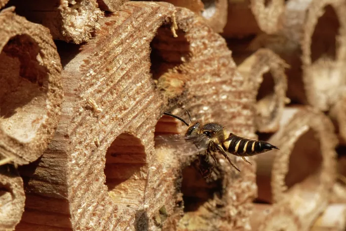 Framed Print : Shiny-vented sharp-tail bee (Coelioxys inermis) visiting an insect hotel, searching for Leafcutter bee (Megachile sp.) nests to parasitise, Wiltshire garden, UK. July Framed Print : Shiny-vented sharp-tail bee (Coelioxys inermis) visiting an insect hotel, searching for Leafcutter bee (Megachile sp.) nests to parasitise, Wiltshire garden, UK. July