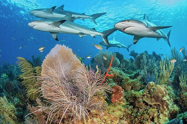 A shiver of Caribbean reef sharks (Carcharhinus perezi) swim over a coral reef with Common sea fans (Gorgonia ventalina) and sea plumes (Pseudopterogorgia sp). Jardines de la Reina, Gardens of the Queen National Park, Cuba. Caribbean Sea