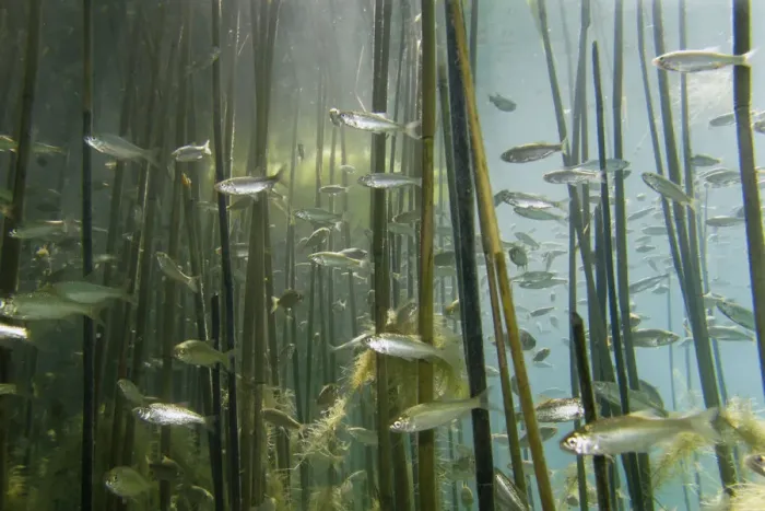 Framed Print : Shoal of Lake Ohrid bleak (Alburnus scoranza) swimming amongst Giant reeds (Arundo Framed Print : Shoal of Lake Ohrid bleak (Alburnus scoranza) swimming amongst Giant reeds (Arundo