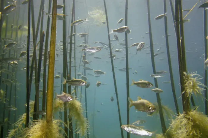 Framed Print : Shoal of Lake Ohrid bleak (Alburnus scoranza) swimming amongst Giant reeds (Arundo Framed Print : Shoal of Lake Ohrid bleak (Alburnus scoranza) swimming amongst Giant reeds (Arundo
