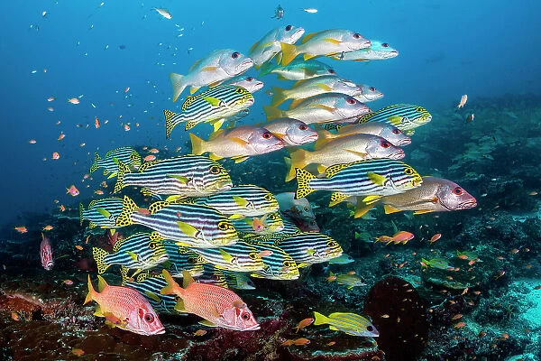 Shoal of large reef fish including Onespot snapper (Lutjanus monostigma), Oriental sweetlips (Plectorhinchus vittatus) and Sabre squirrelfish (Sargocentron spiniferum) on a coral reef cleaning station, Ari Atoll, Maldives, Indian Ocean