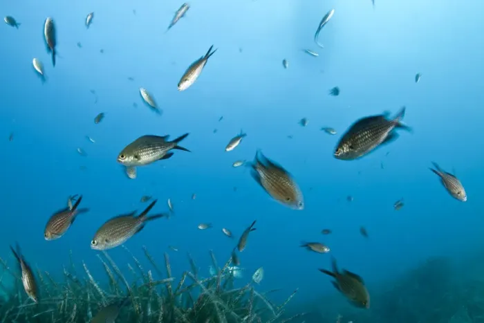 Framed Print : Shoal of Mediterranean / Blue damselfish (Chromis chromis) Larvotto Marine Reserve Framed Print : Shoal of Mediterranean / Blue damselfish (Chromis chromis) Larvotto Marine Reserve