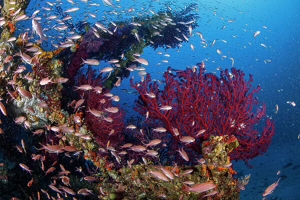 Shoal of Mediterranean Fairy basslet (Anthias anthias) swimming between Red gorgonian (Paramuricea clavata) that have colonised the crossbars of a sunken electricity pylon that fell into the sea during a storm, Capri Island, Costa Amalfitana, Italy