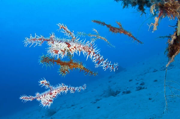 A shoal of Ornate Ghost Pipefish (Solenostomus paradoxus) below a black coral bush (Antipathes sp