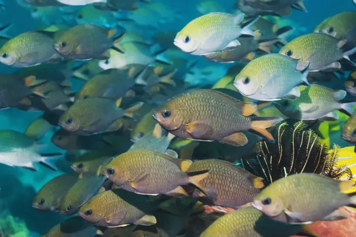 Framed Print : Shoal of Philippines chromis (Chromis scotochiloptera). Komodo National Park, Indonesia Framed Print : Shoal of Philippines chromis (Chromis scotochiloptera). Komodo National Park, Indonesia