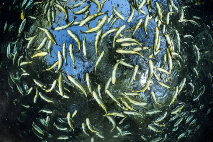 Framed Print : Shoal of Piraputanga, (Brycon hilarii), close to the surface, Aquario Natural, Bonito Framed Print : Shoal of Piraputanga, (Brycon hilarii), close to the surface, Aquario Natural, Bonito