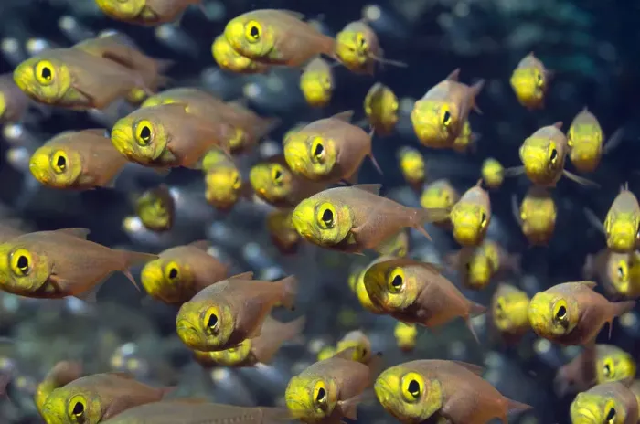 Framed Print : Shoal of pygmy sweepers (Parapriacanthus ransonetti), Andaman Sea, Thailand